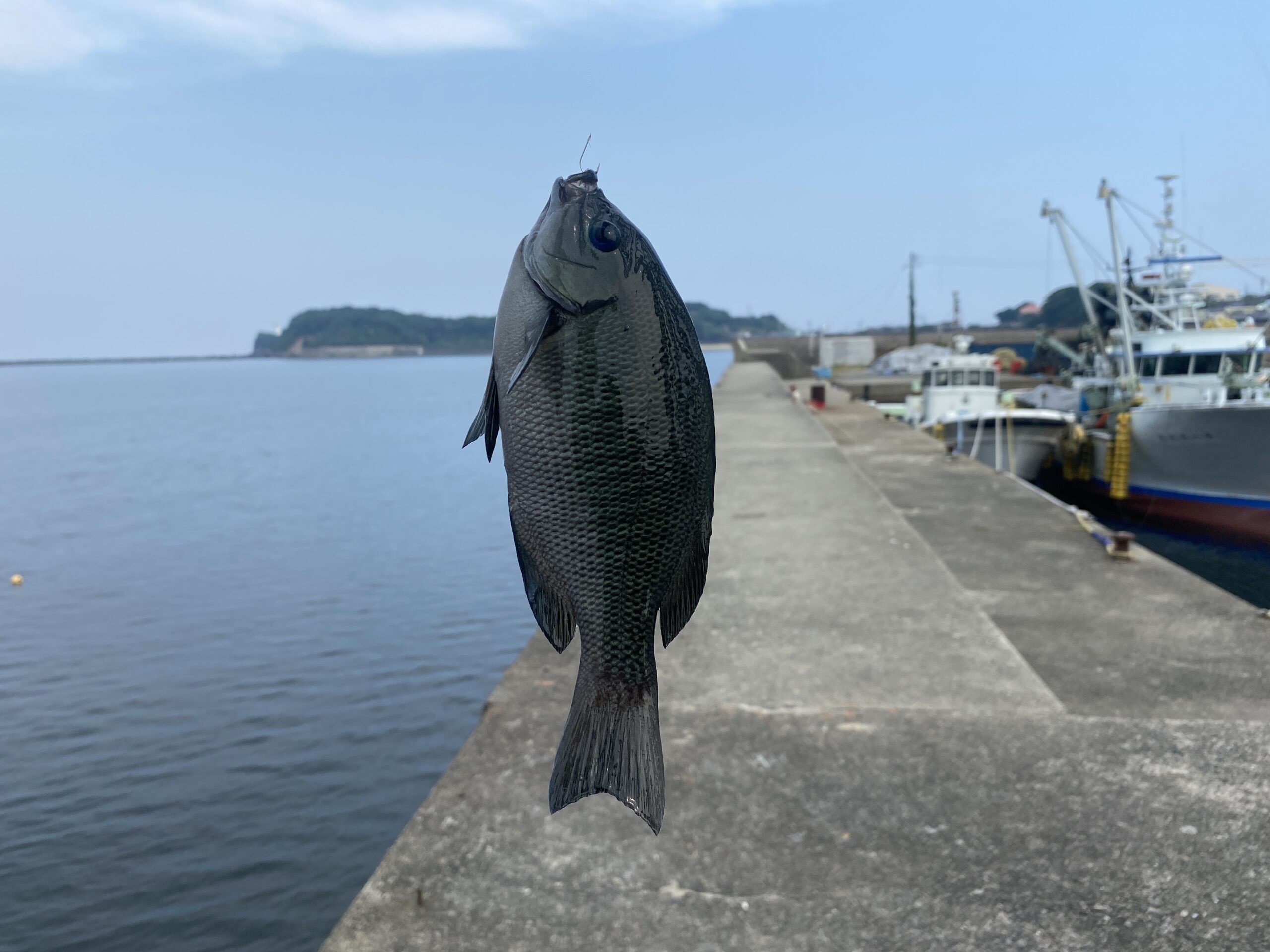 安乗漁港　釣り