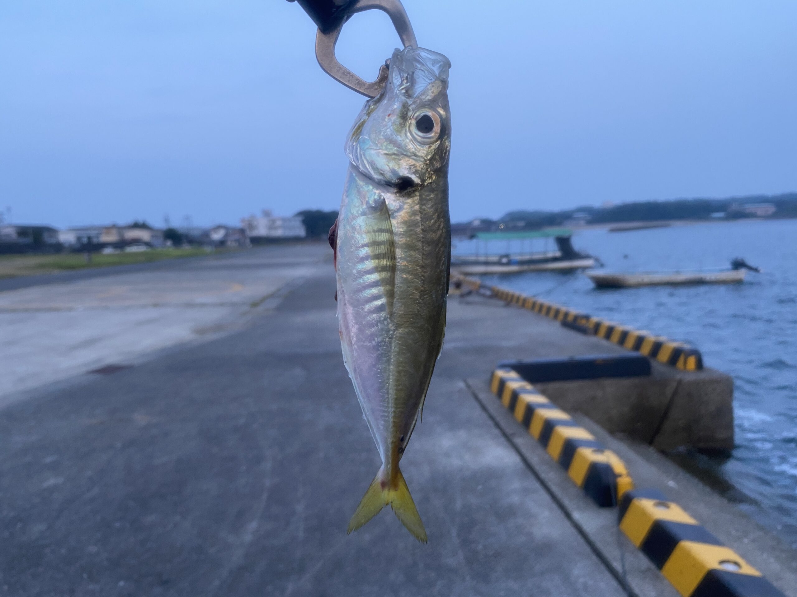 畔蛸漁港　釣り