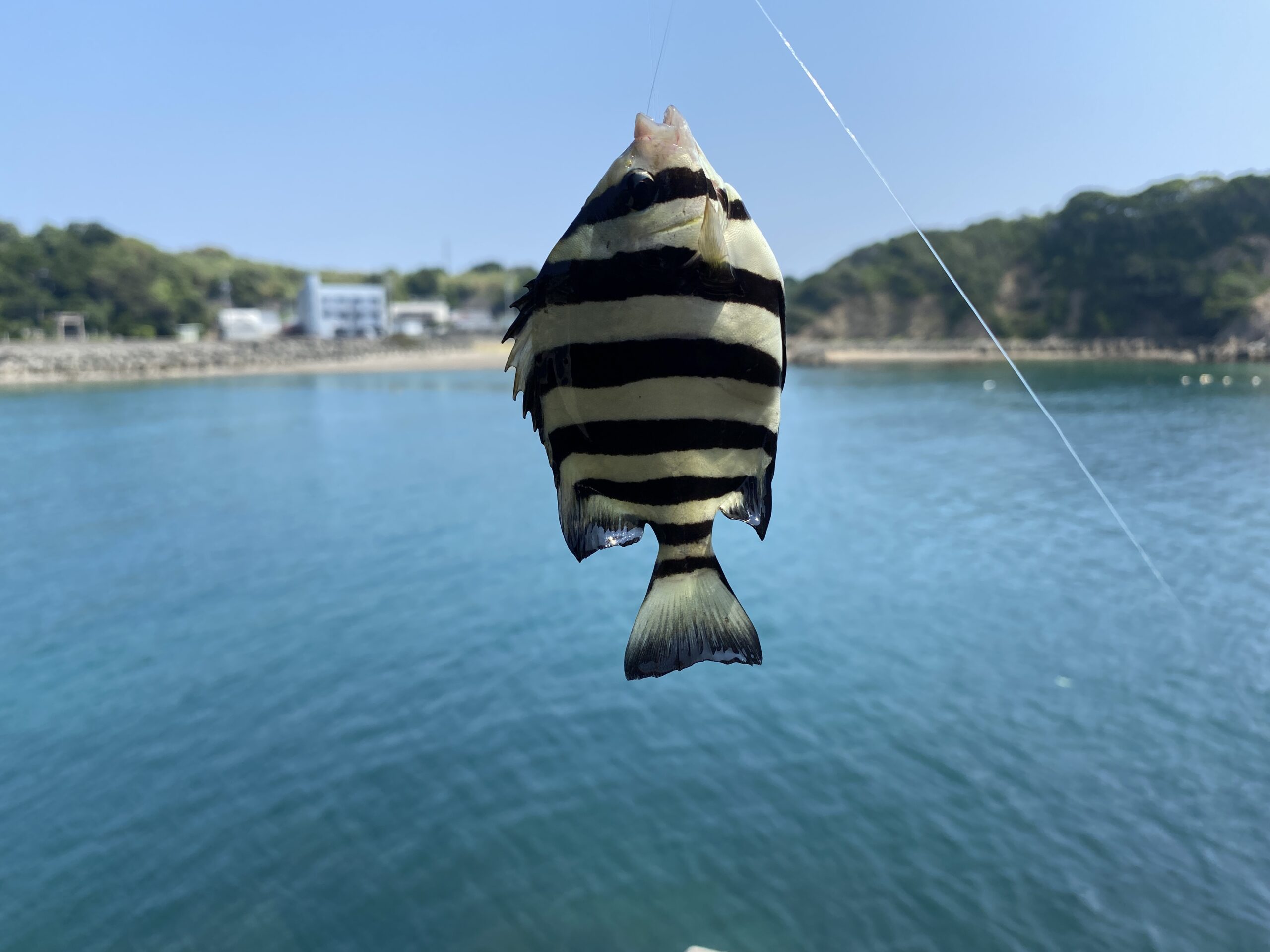 越賀漁港　釣り
