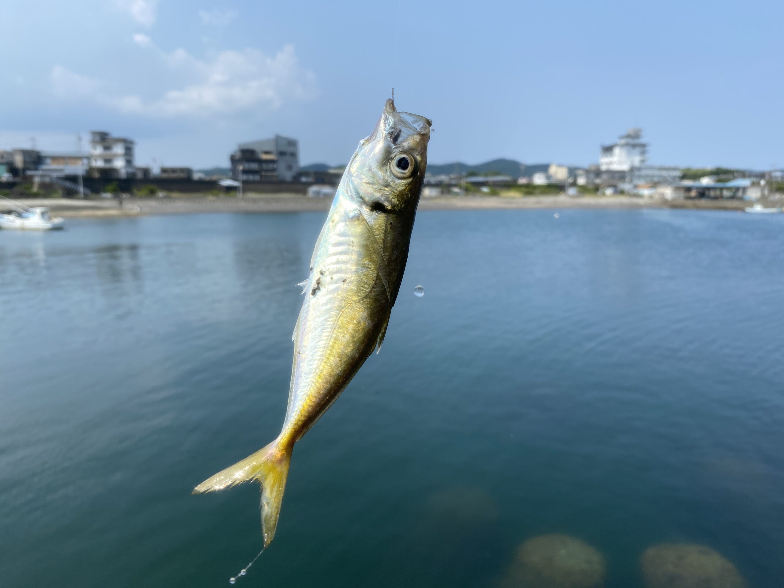 相差漁港　釣り