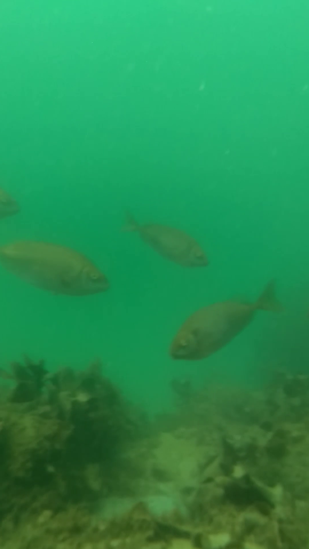 相差漁港　釣り　水中映像