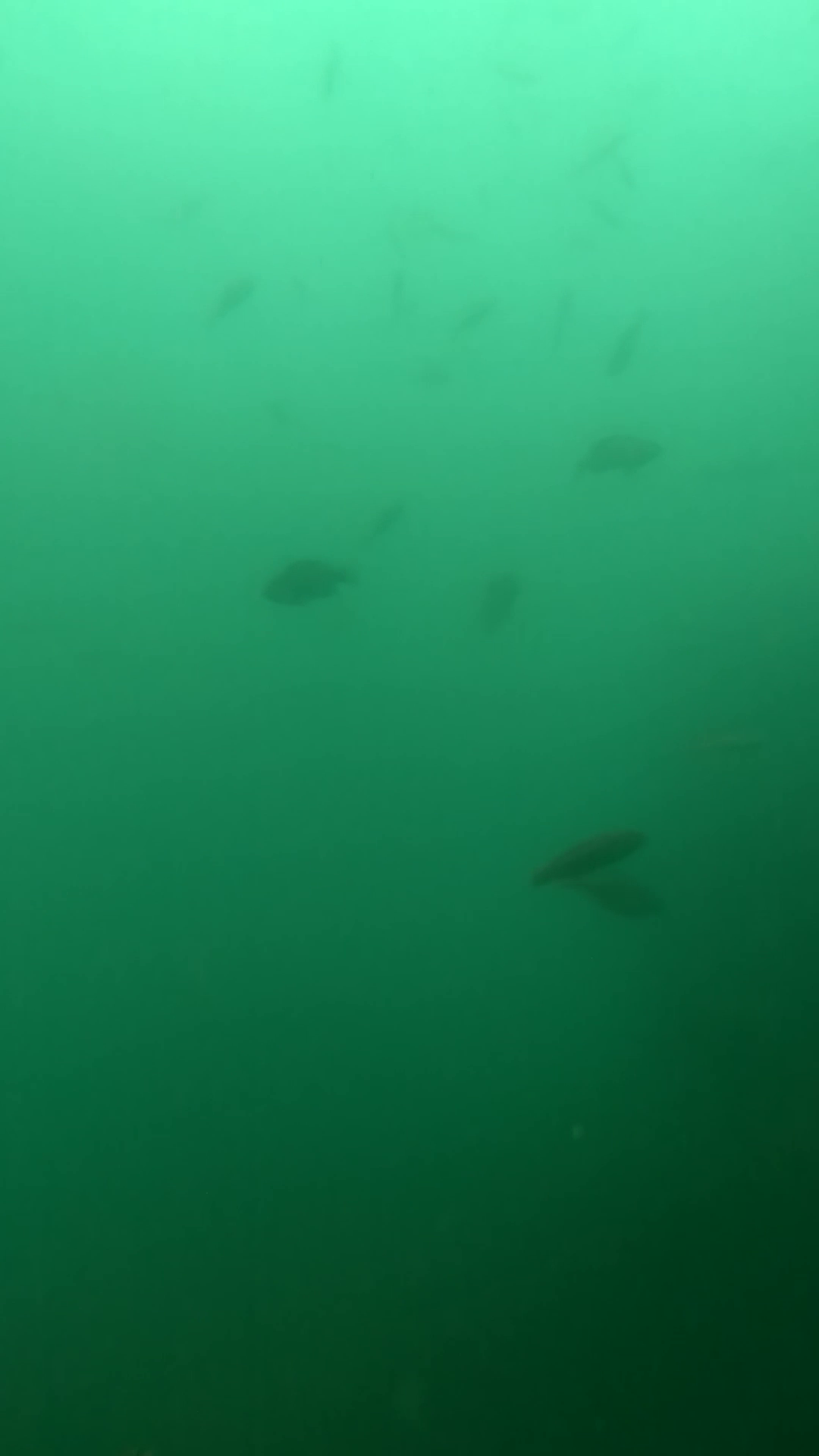 相差漁港　釣り　水中映像