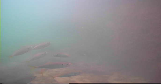 甲賀漁港　釣り　水中映像