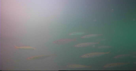 甲賀漁港　釣り　水中映像