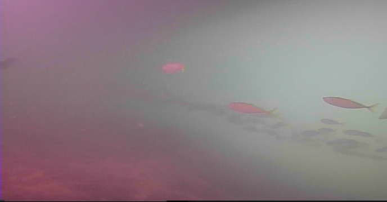 甲賀漁港　釣り　水中映像