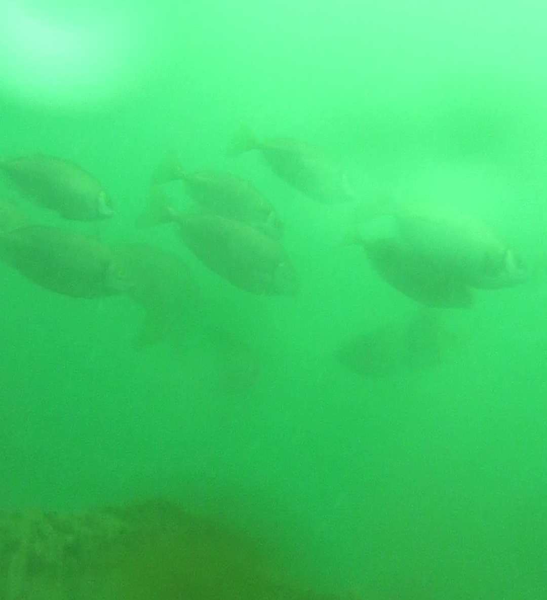 安乗漁港　釣り　水中映像