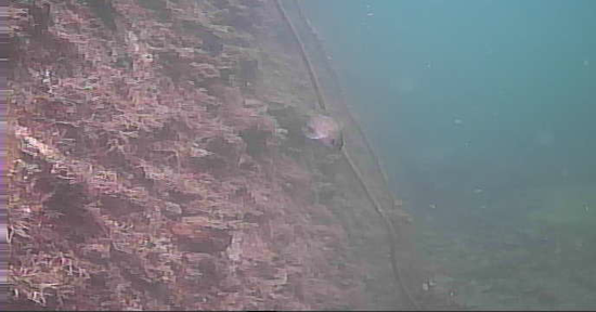 安乗漁港　釣り　水中映像