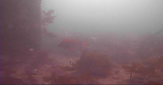 安乗漁港　釣り　水中映像