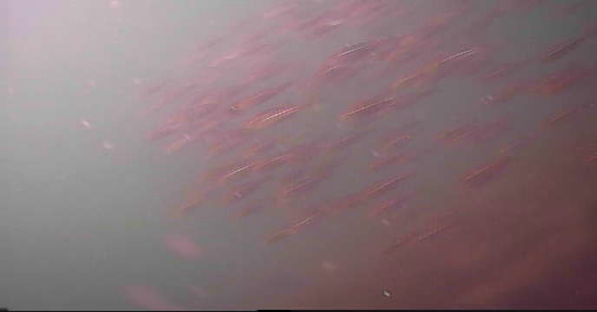 安乗漁港　釣り　水中映像