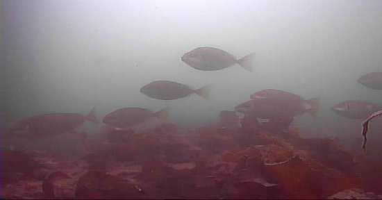 安乗漁港　釣り　水中映像