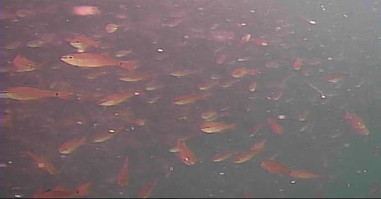 越賀漁港　釣り　水中映像