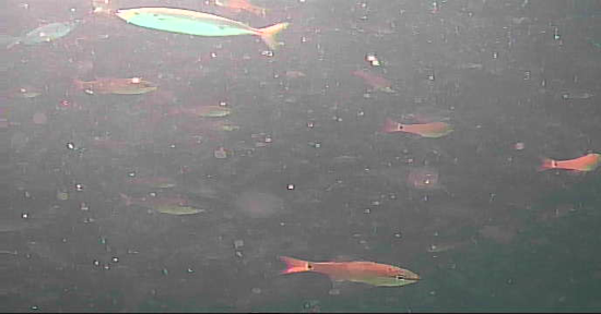 越賀漁港　釣り　水中映像　アジ