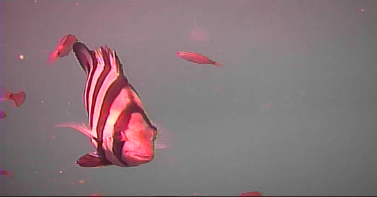 越賀漁港　釣り　水中映像