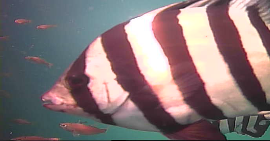 越賀漁港　釣り　水中映像