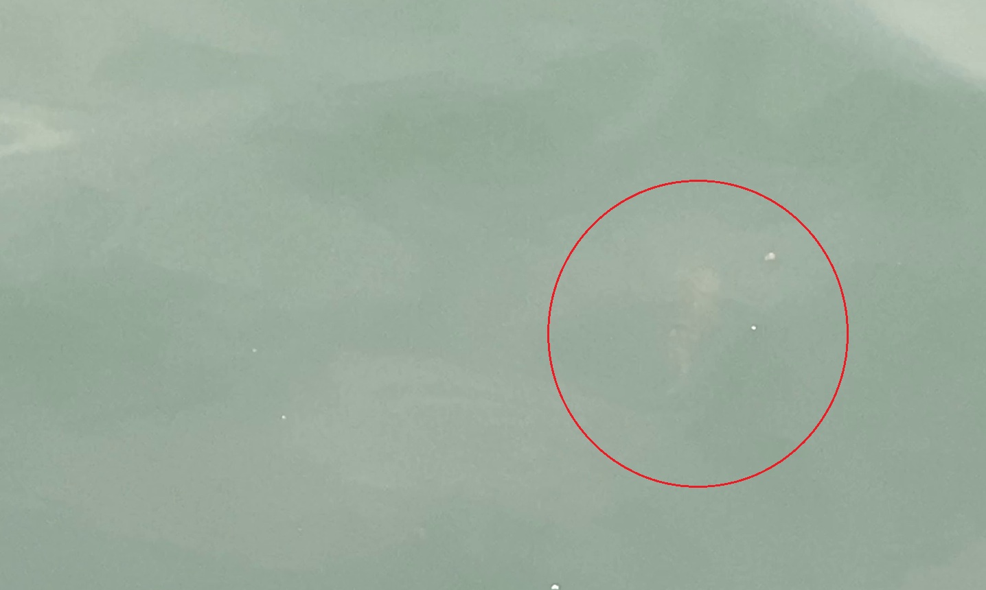 畔蛸漁港　水中映像　アオリイカ