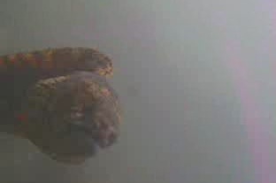 ザ・マニアック! ウツボ釣り場ガイド 原港