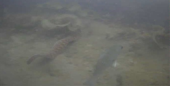 ザ・マニアック! ウツボ釣り場ガイド 名倉漁港