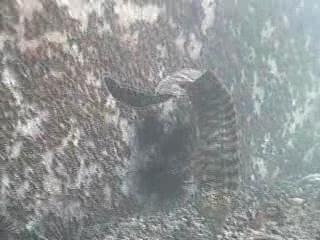 ザ・マニアック! ウツボ釣り場ガイド 木負堤防