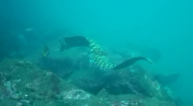 ザ・マニアック! ウツボ釣り場ガイド 熱海港和田浜公園
