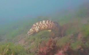 ザ・マニアック! ウツボ釣り場ガイド 稲取港