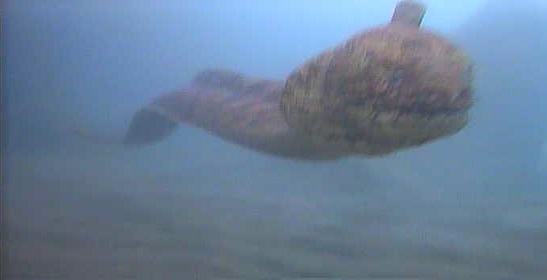 ザ・マニアック! ウツボ釣り場ガイド 西倉沢漁港