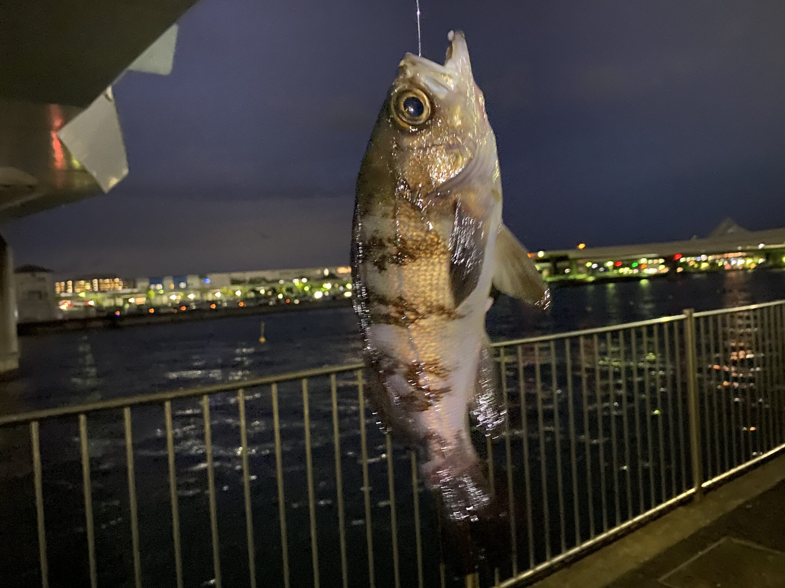 八景島駅前　釣り　釣果　メバル