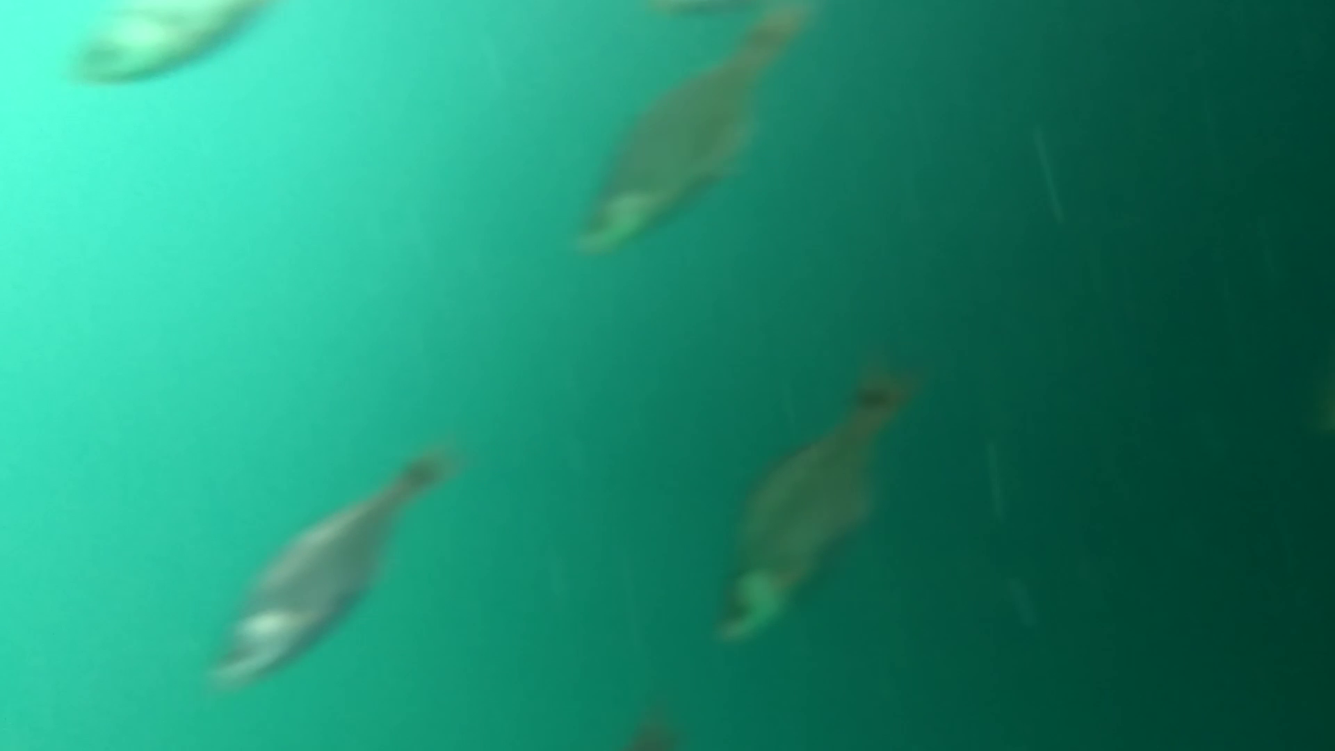 女川港　釣り　水中映像