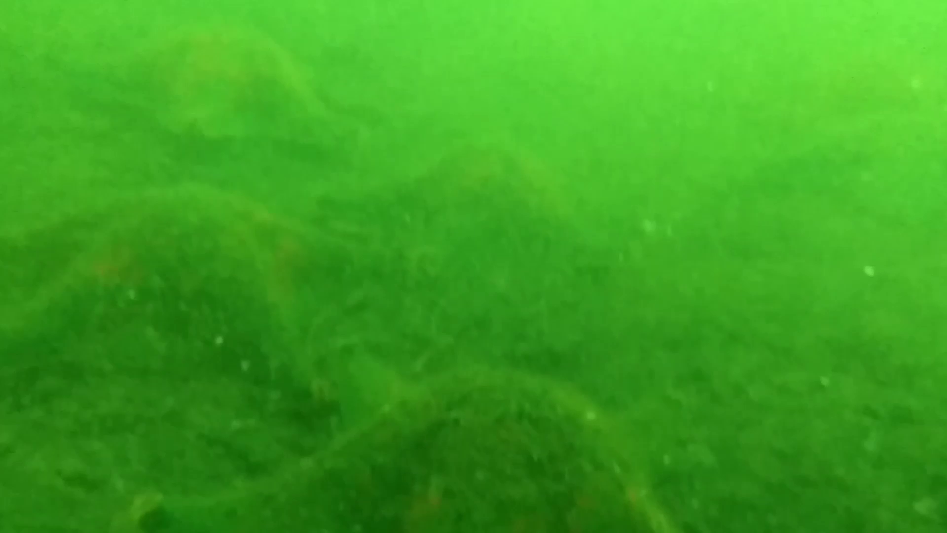 女川港　釣り　水中映像