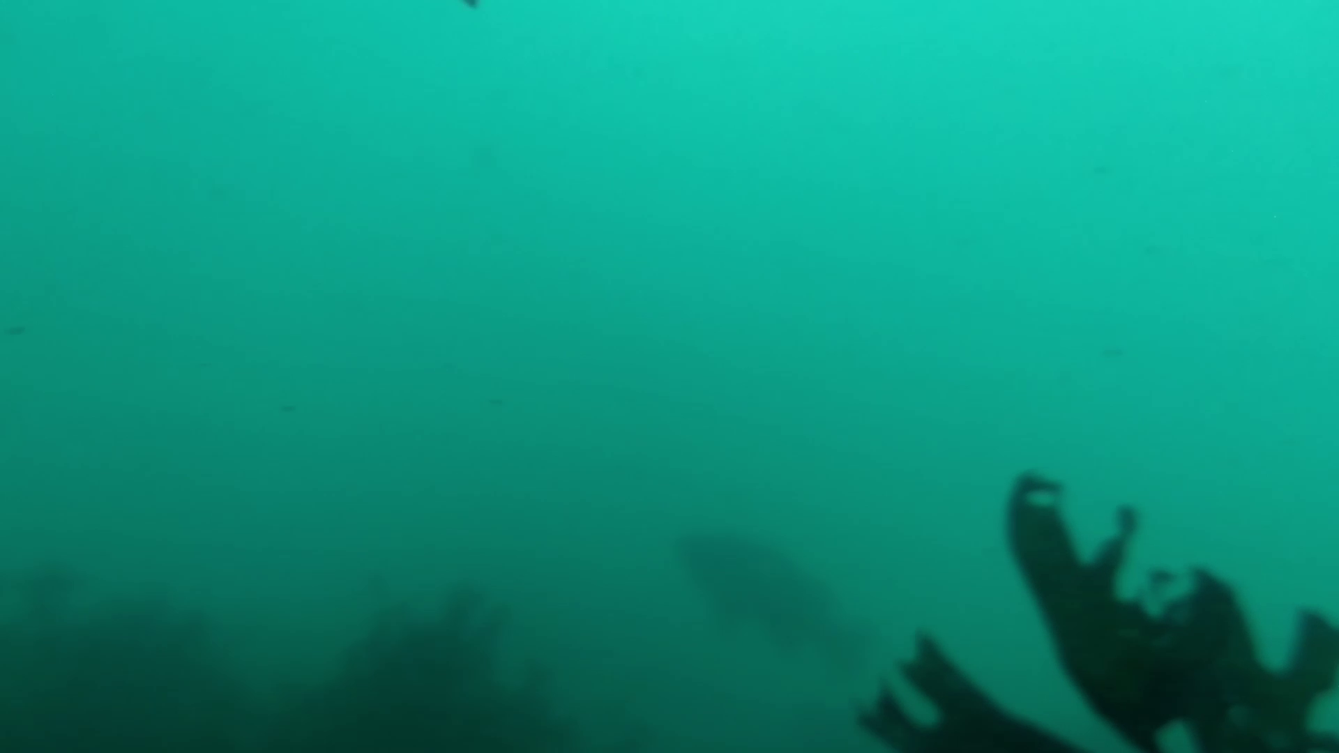 女川港　釣り　水中映像