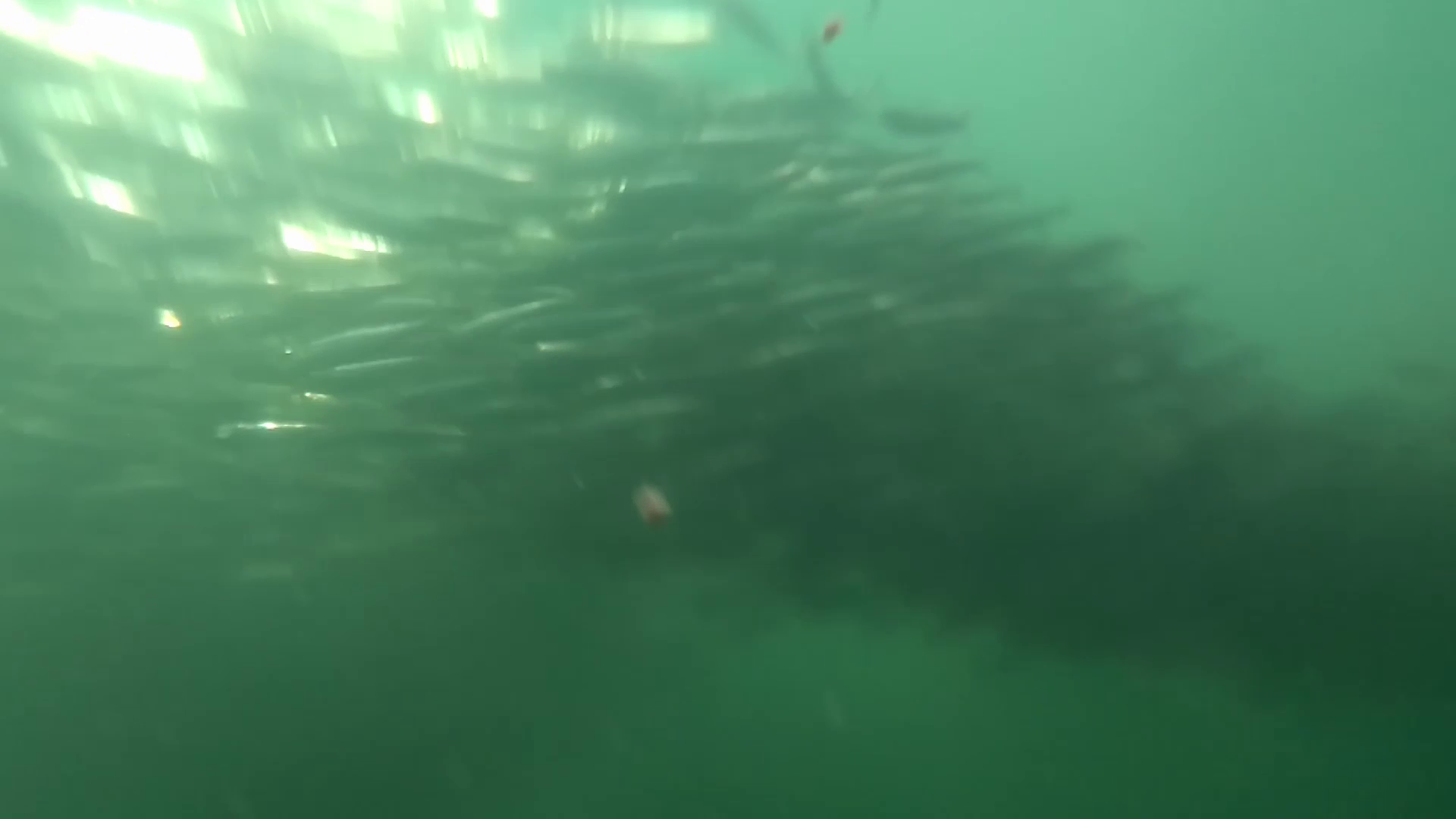 女川港　釣り　水中映像
