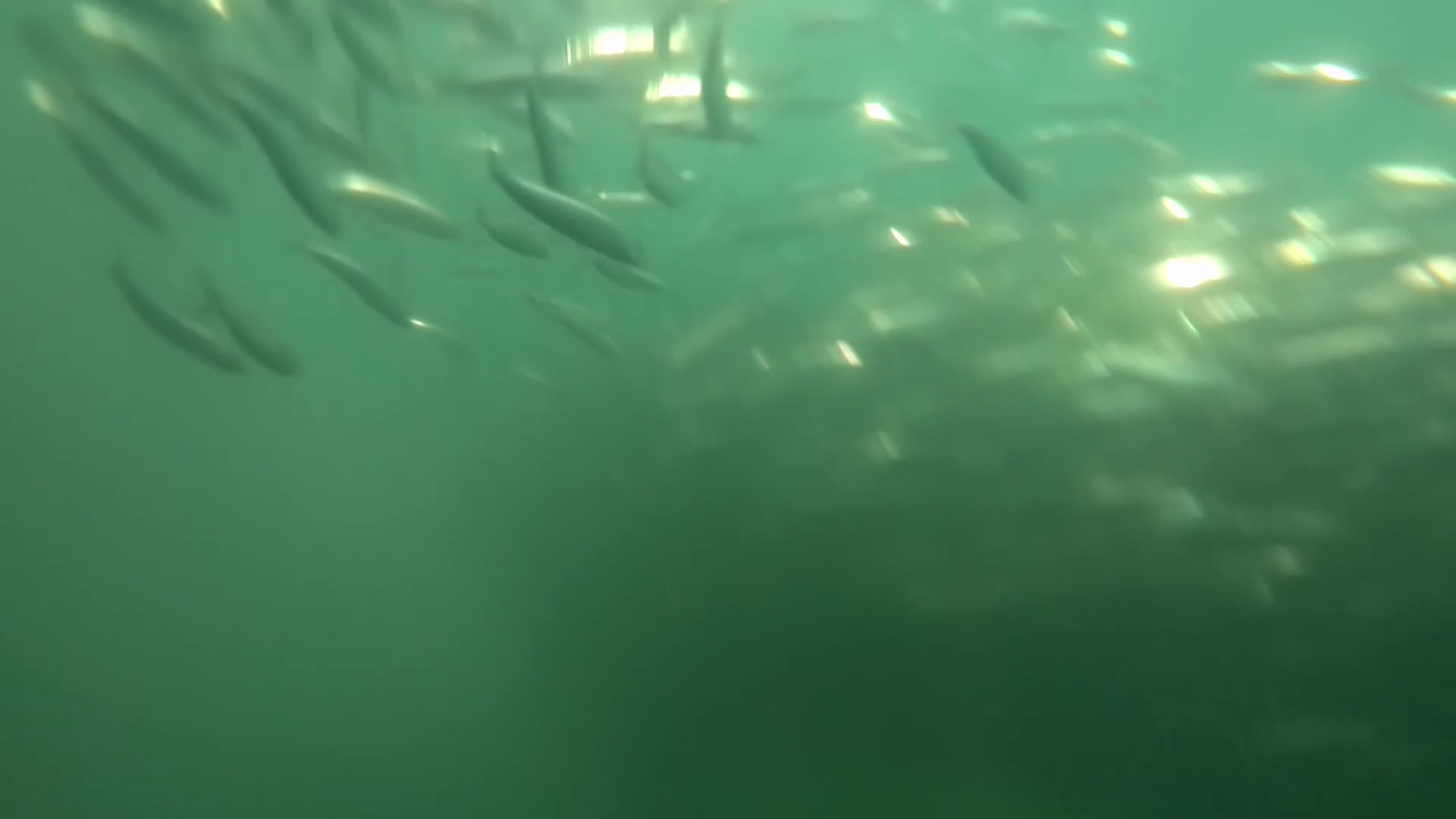 女川港　釣り　水中映像