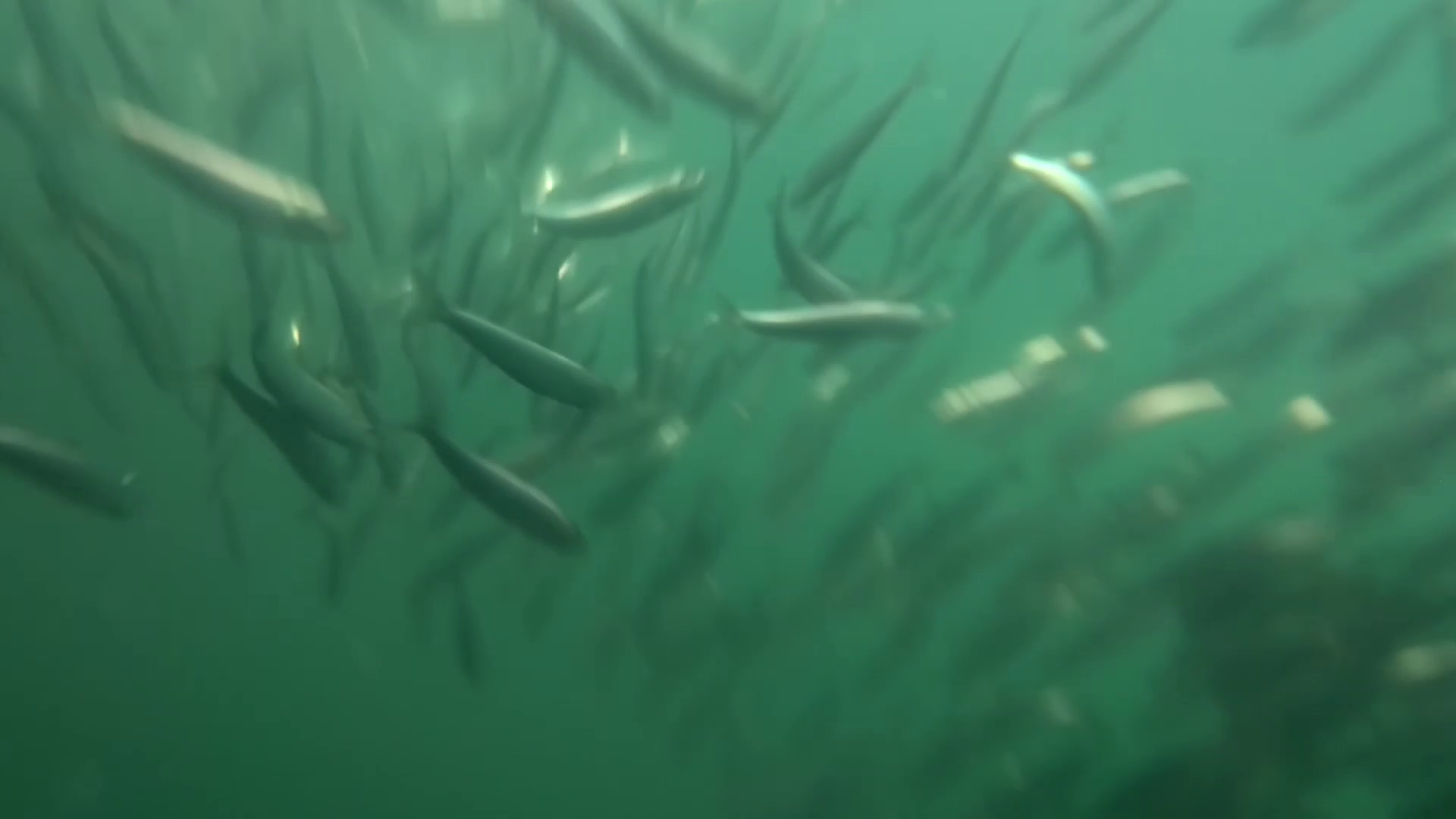 女川港　釣り　水中映像