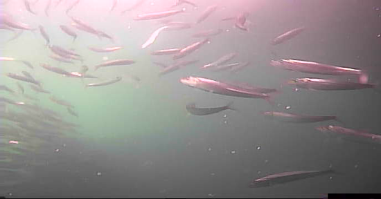 女川港　釣り　水中映像