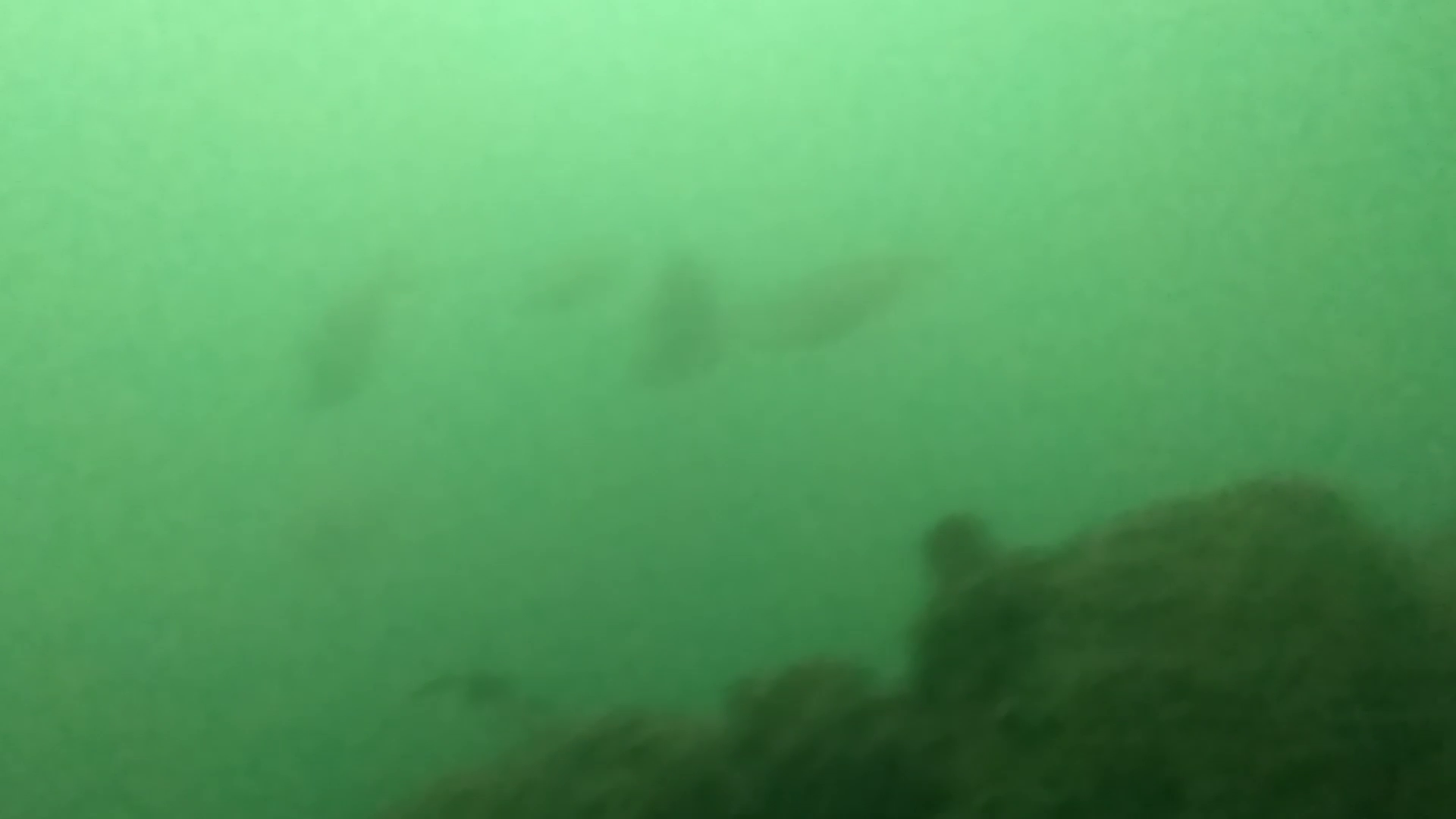 八景島駅前　釣り　水中画像