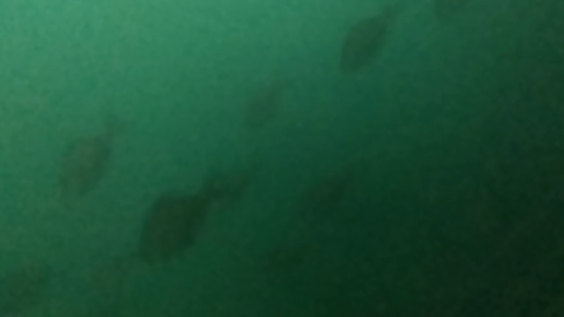 八景島駅前　釣り　水中画像