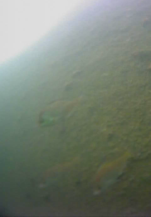 八景島駅前　釣り　水中画像