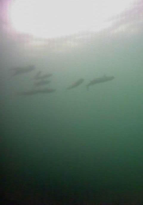 八景島駅前　釣り　水中画像