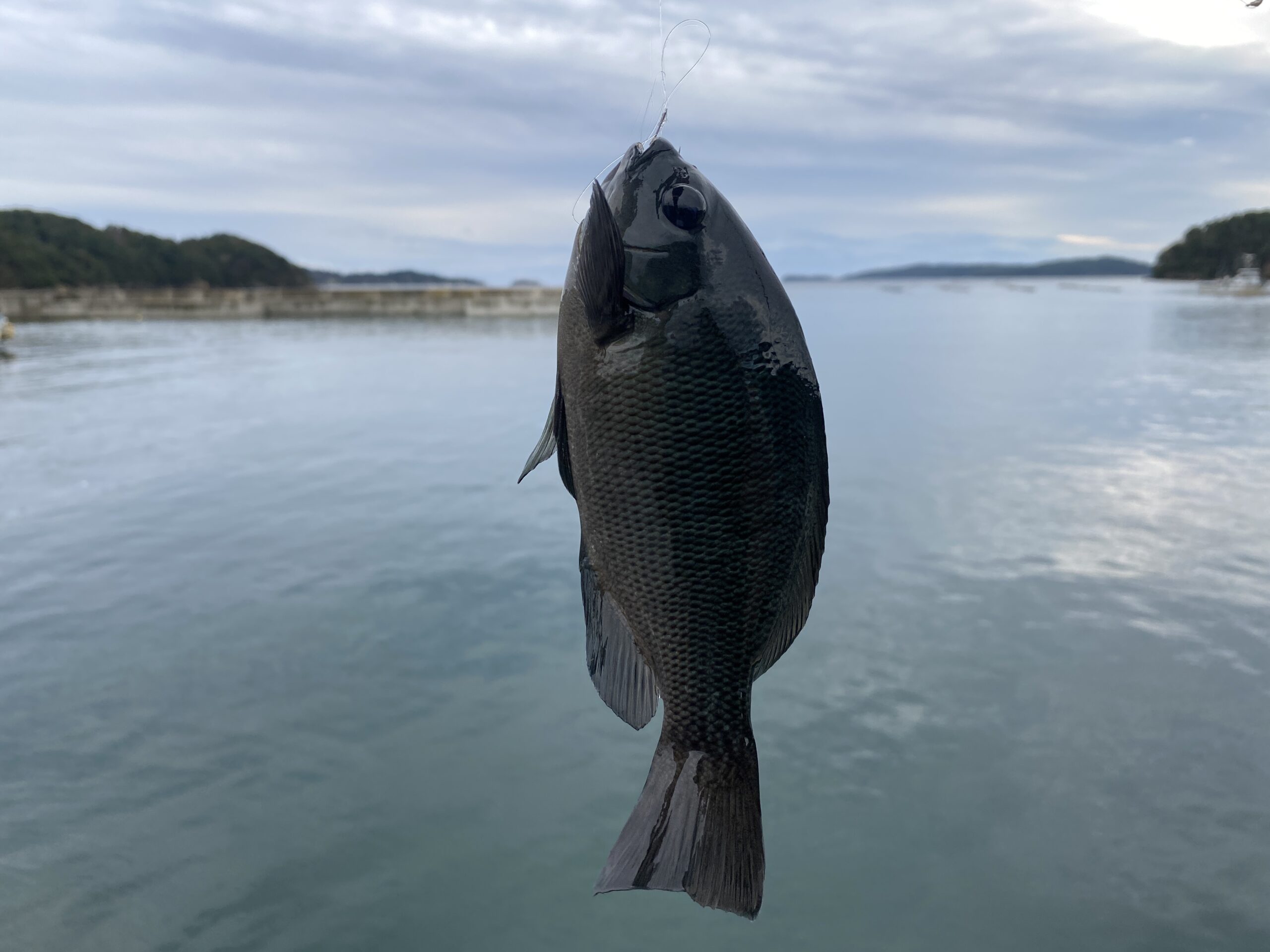 福貴浦漁港 釣り