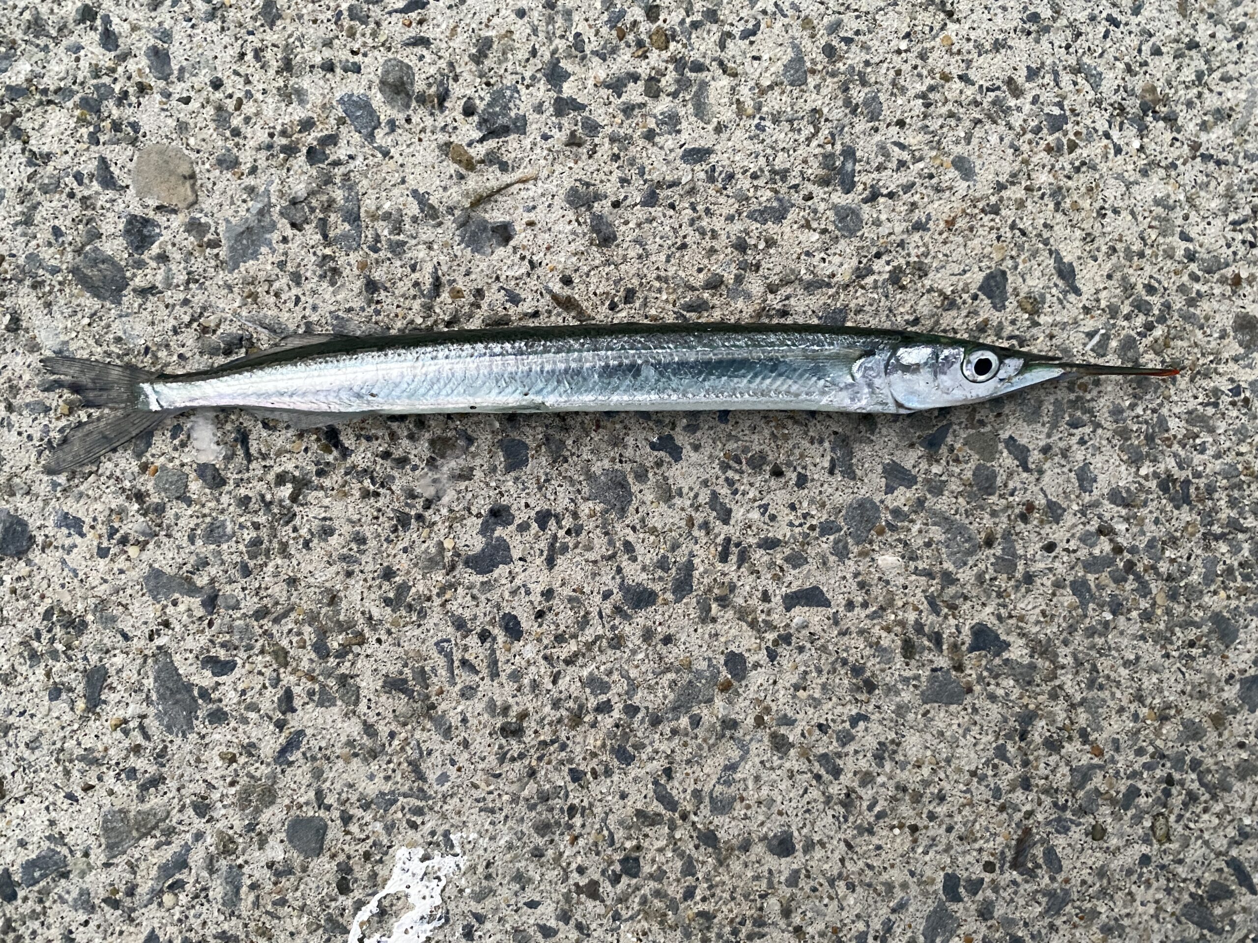 大石原浜漁港 釣り 釣果 サヨリ