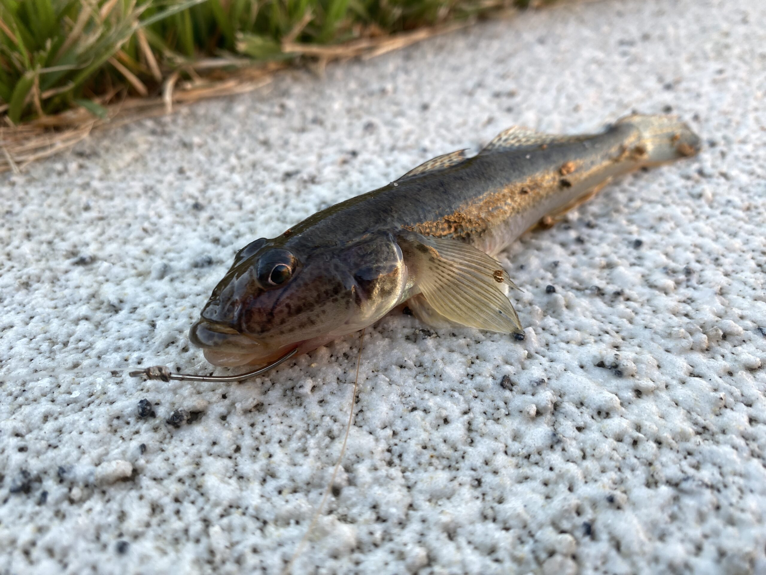 綾瀬川遊歩道 釣り
