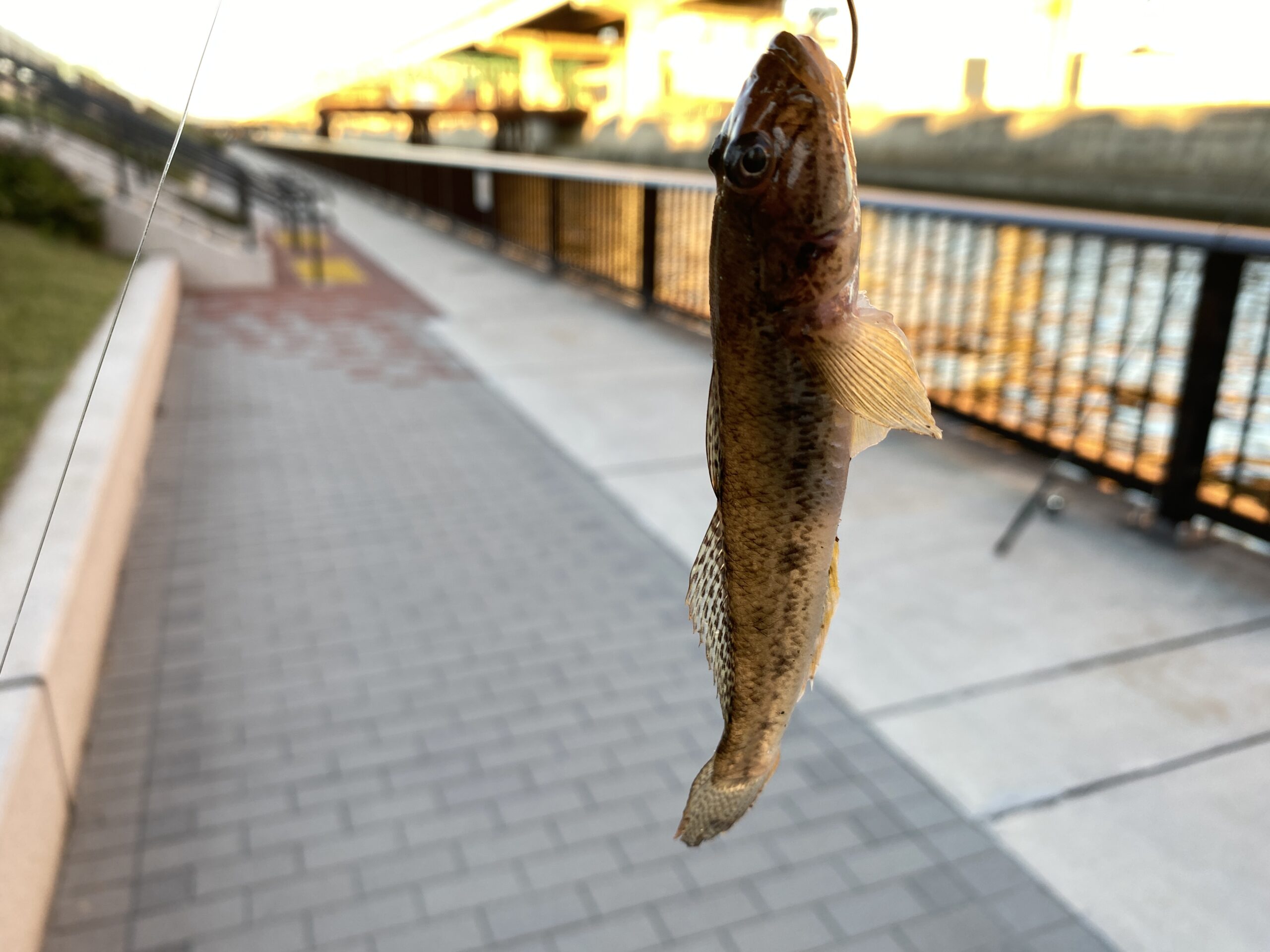 綾瀬川遊歩道 釣り
