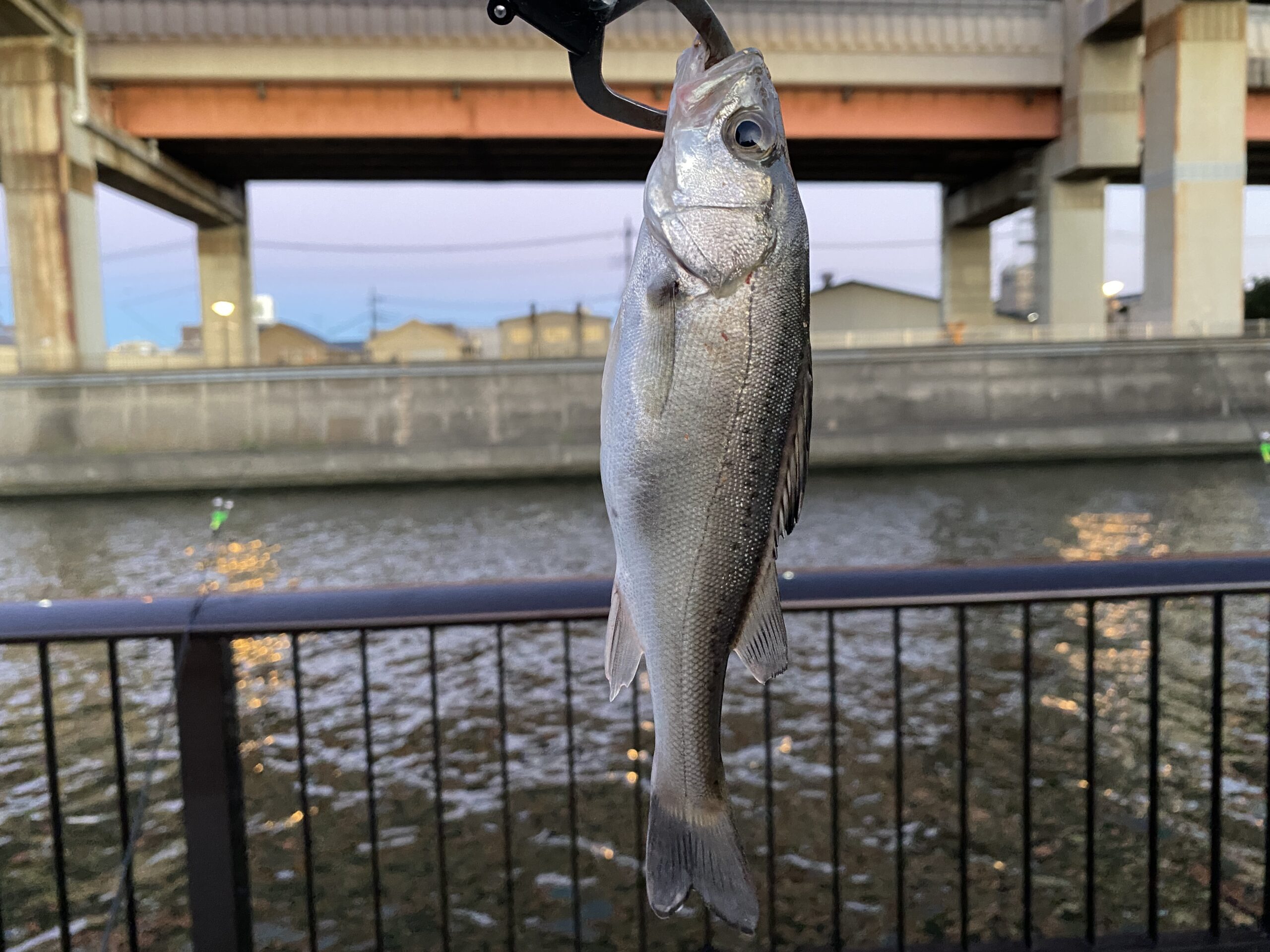 綾瀬川遊歩道 釣り