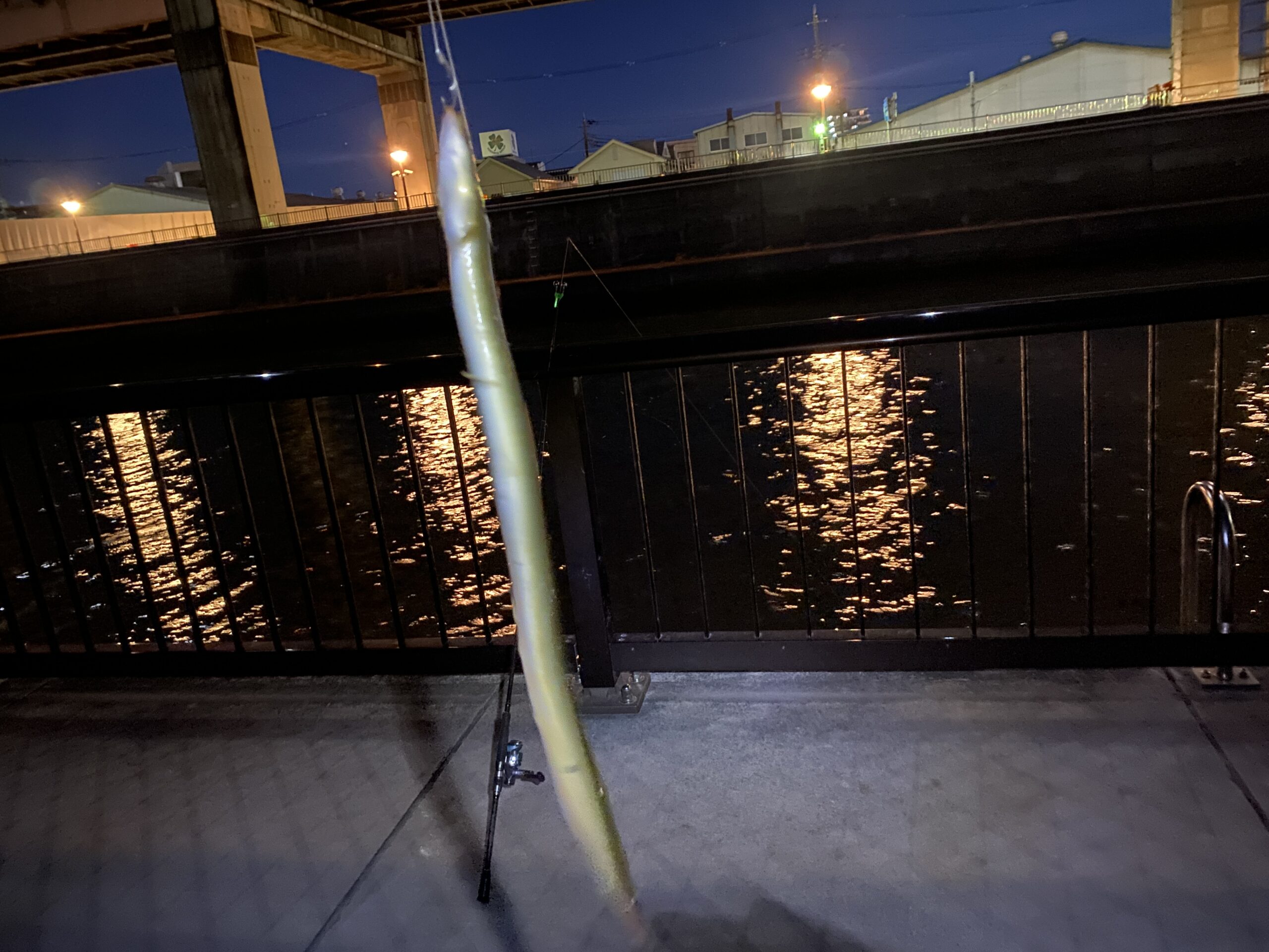 綾瀬川遊歩道 釣り