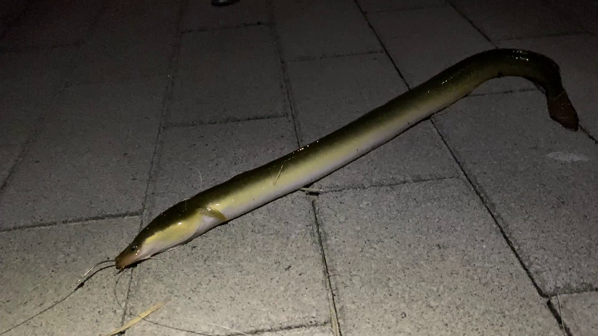 綾瀬川遊歩道 釣り