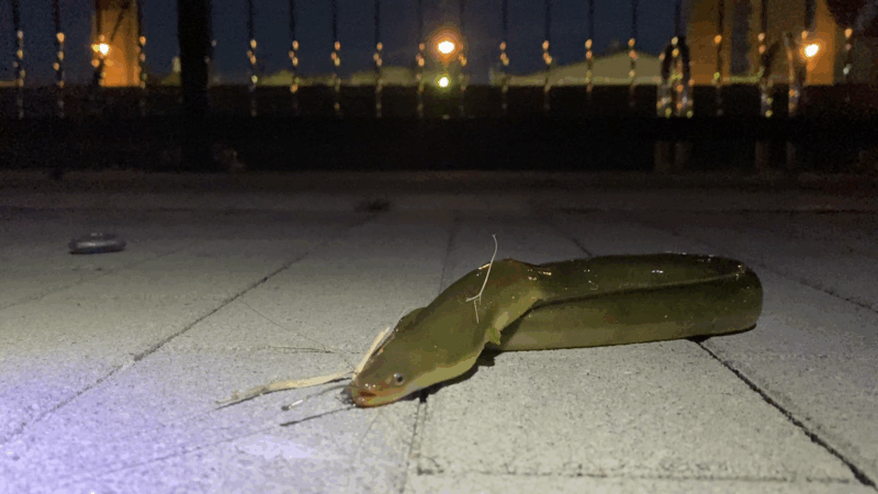 綾瀬川遊歩道　ウナギ釣り