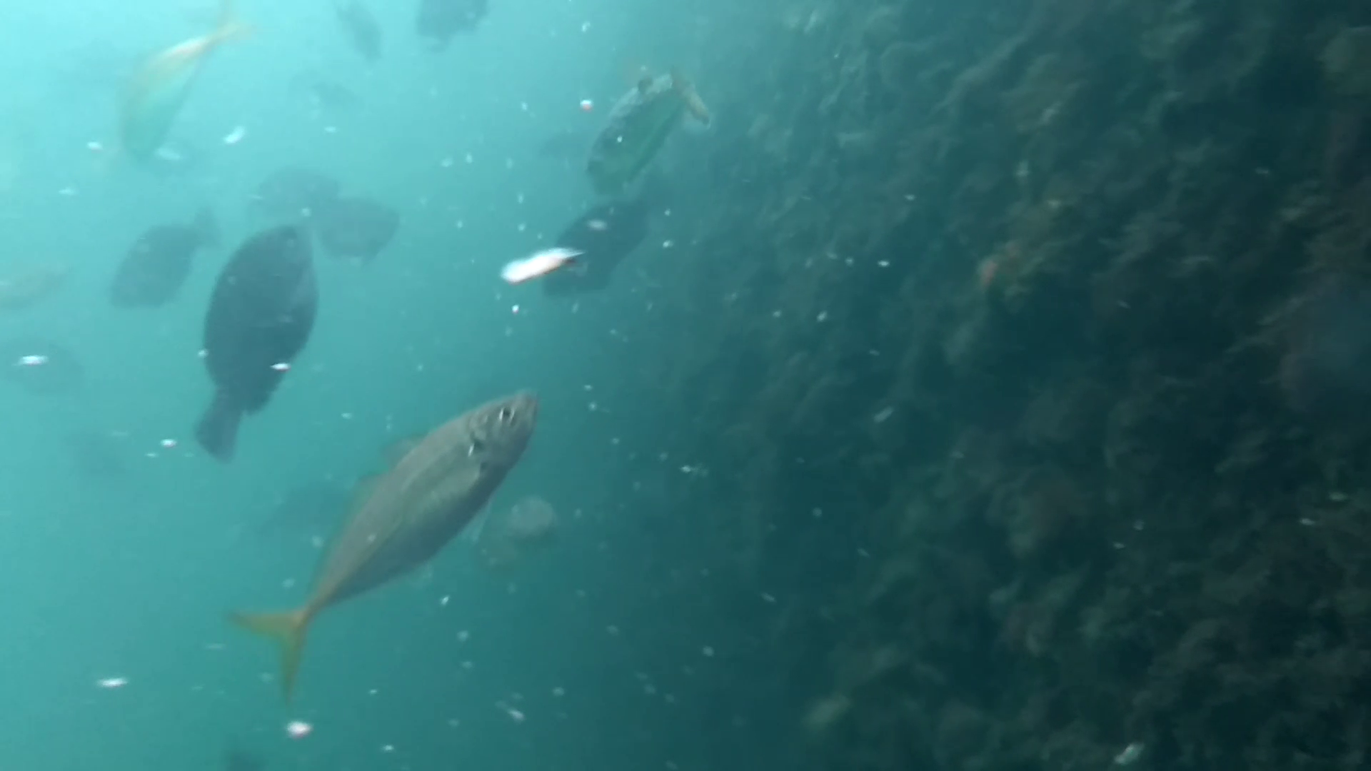 鹿立漁港 釣り 水中映像