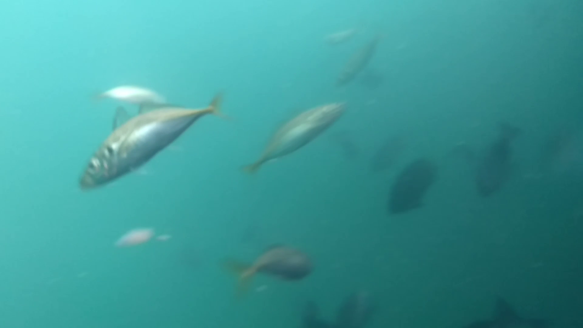 鹿立漁港 釣り 水中映像