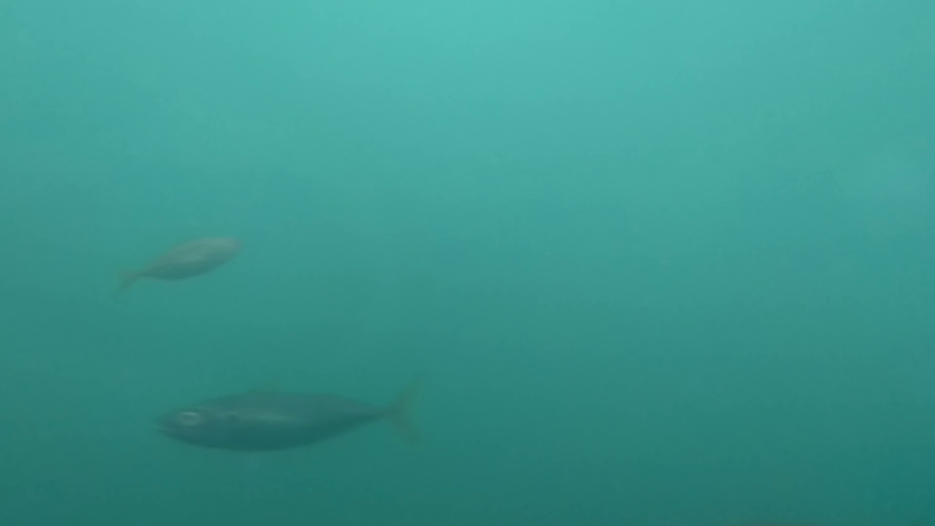 鹿立漁港 釣り 水中映像