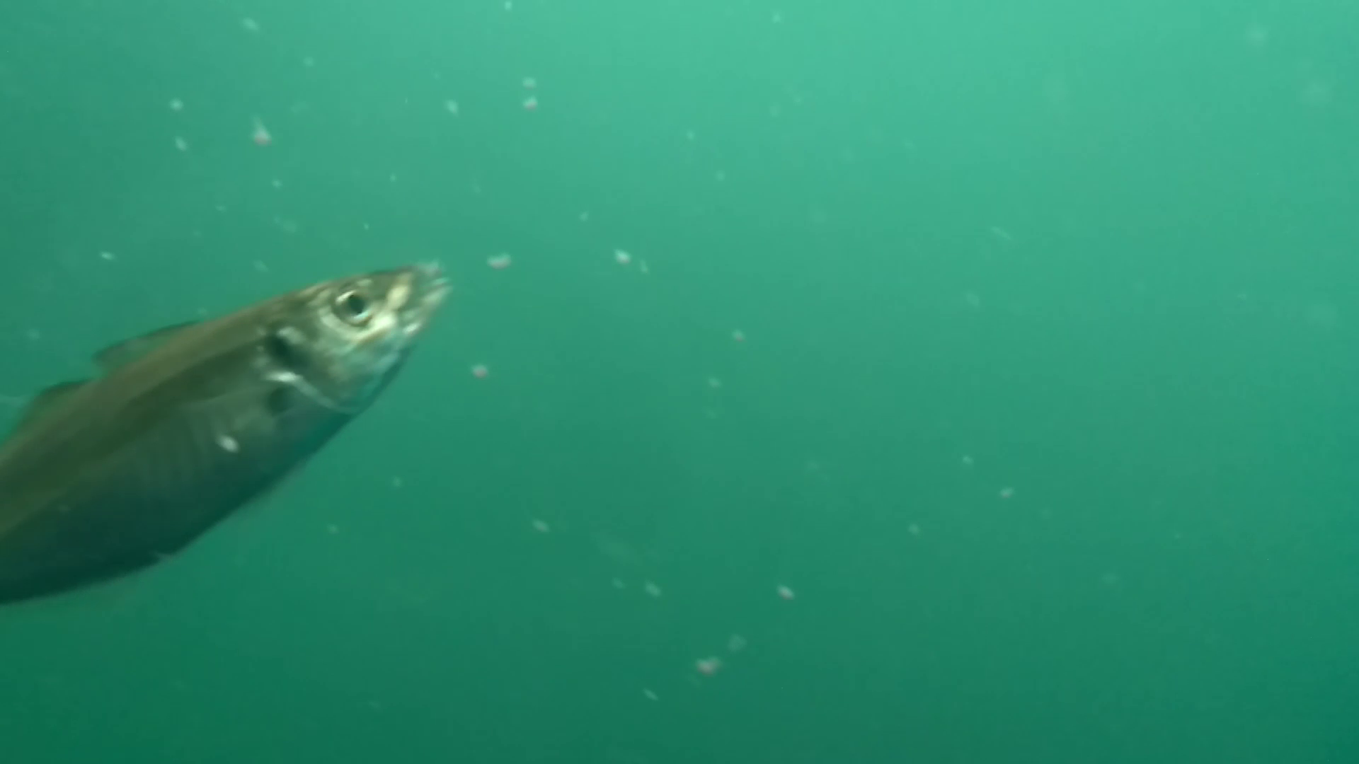 鹿立漁港 釣り 水中映像