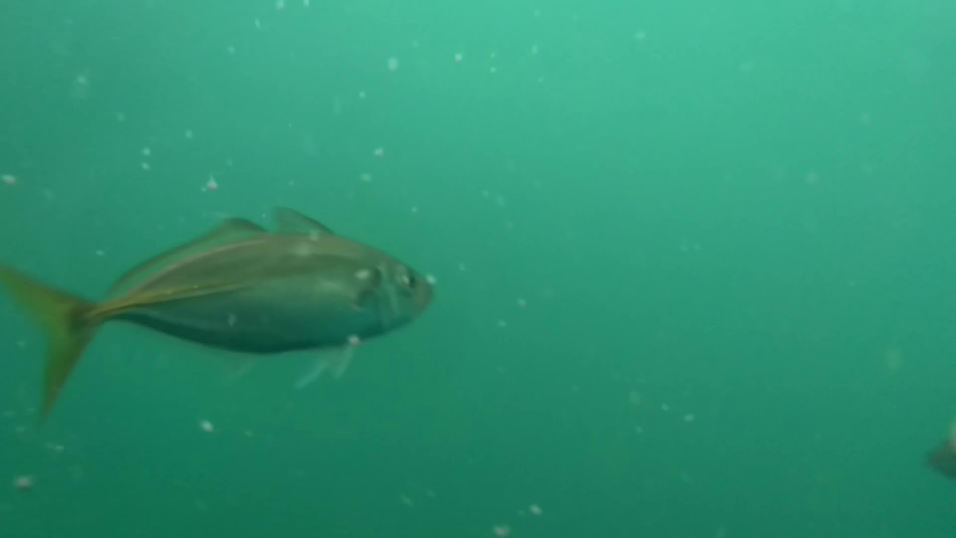 鹿立漁港 釣り 水中映像